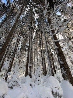 スポットの写真