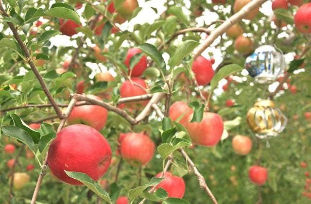 スポットの写真