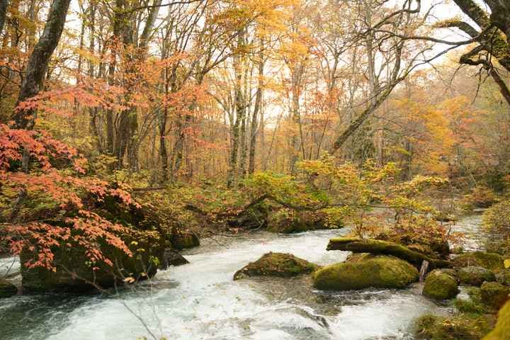 奥入瀬渓流の紅葉