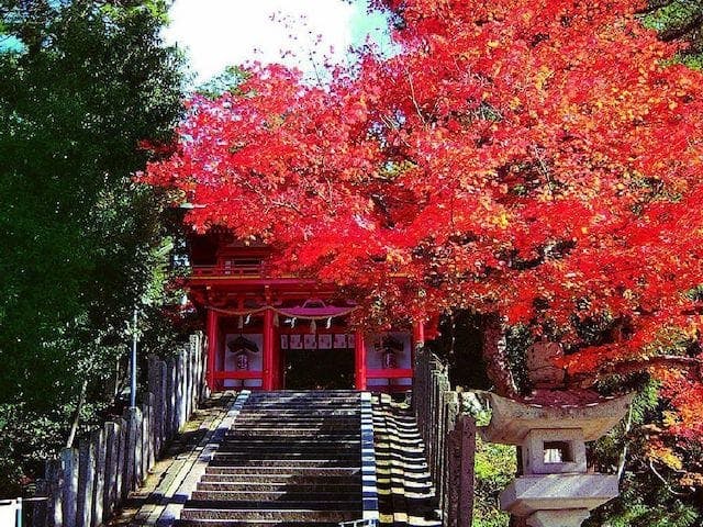【2022年】金刀比羅神社の紅葉