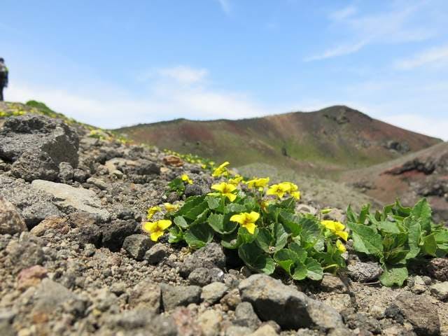 岩手山高山植物帯
