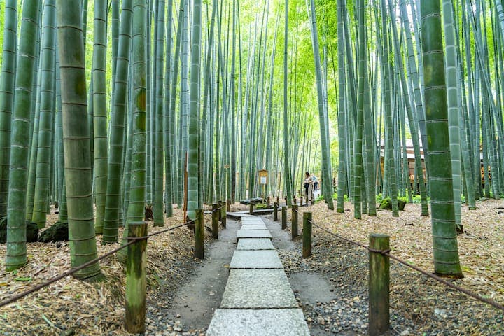 報国寺（竹寺）