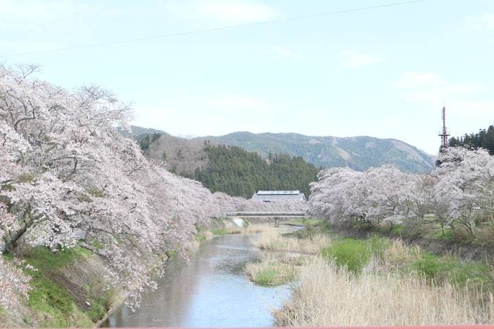 ふるどの桜街道