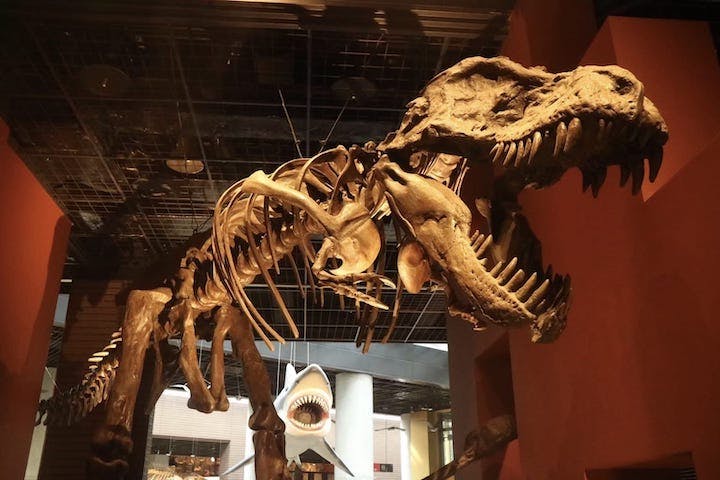 ミュージアムパーク茨城県自然博物館