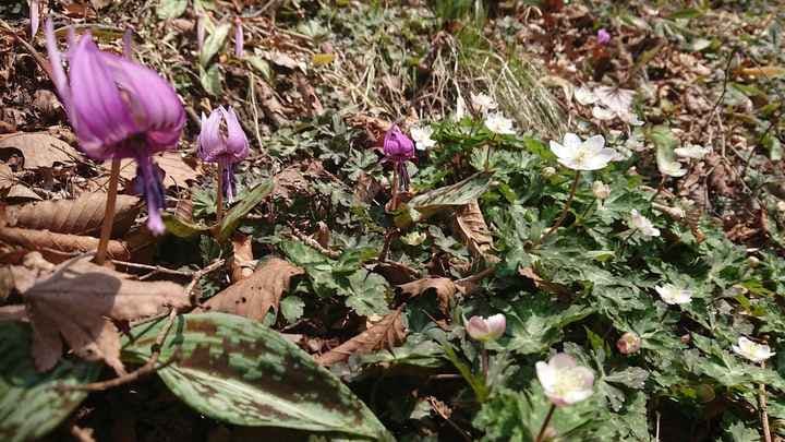 筑波山かたくりの花