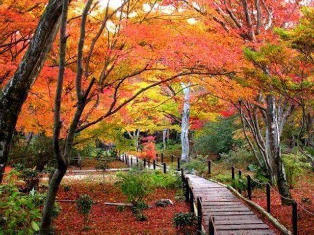 【2022年】宝筐院の紅葉