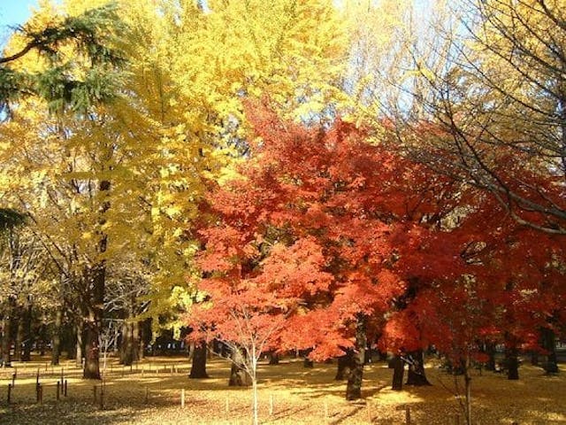 【2022年】代々木公園の紅葉