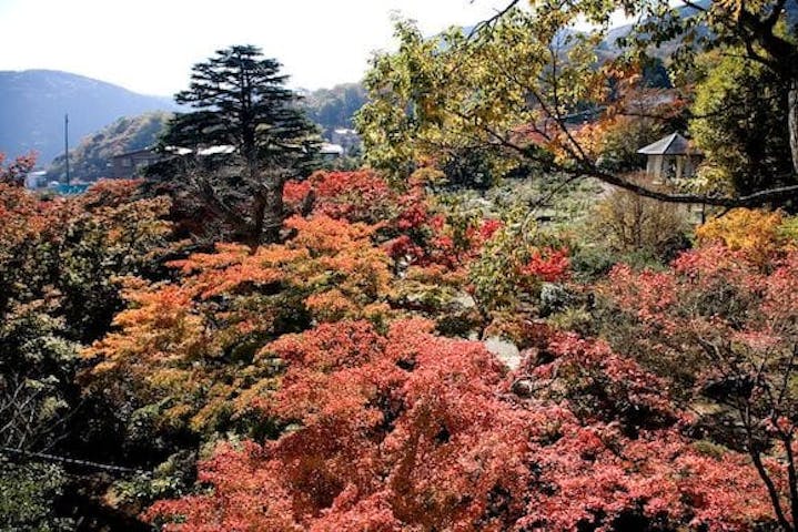 【2022年】箱根（強羅）の紅葉
