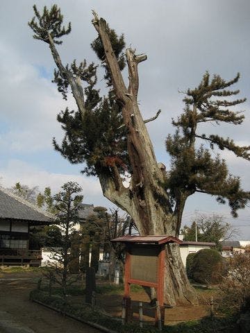光照寺のコウヤマキ