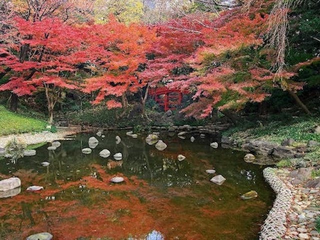 【2022年】小石川後楽園の紅葉