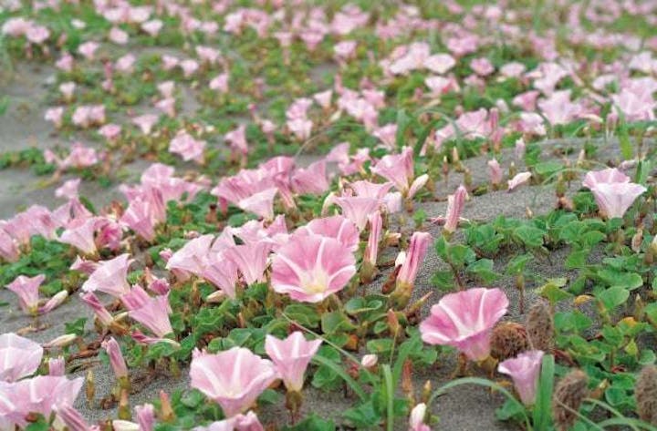 太東海浜植物群落