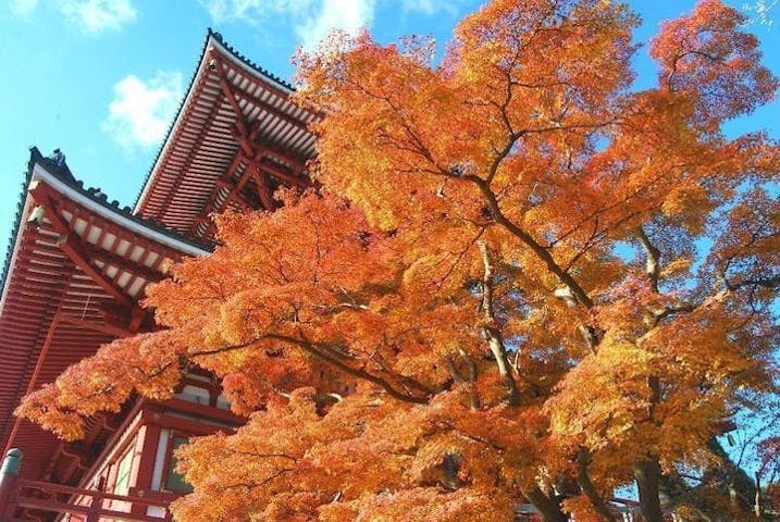 【2022年】成田山公園の紅葉