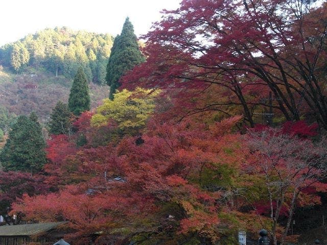 【2022年】高雄の紅葉