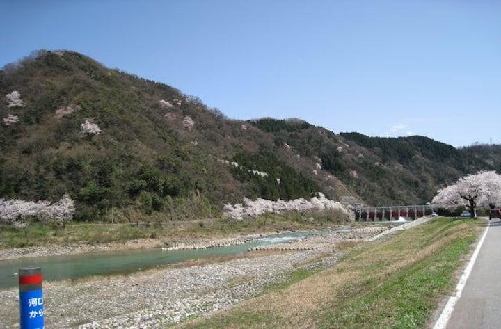嵐山（庄川加羅谷）の江戸彼岸桜