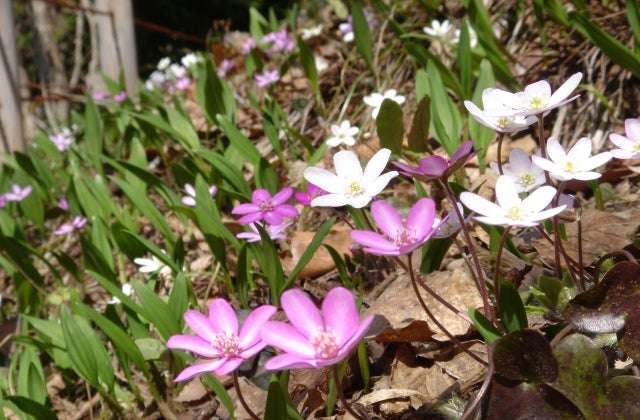 スポットの写真