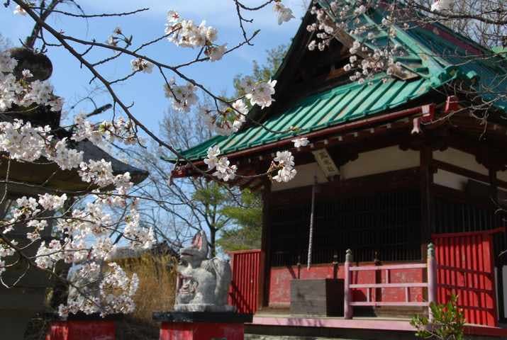 正の木稲荷神社の桜
