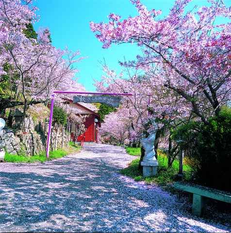 寺所の千本桜