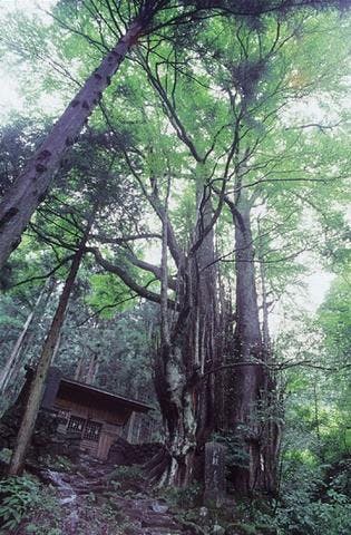 軍刀利神社のカツラ