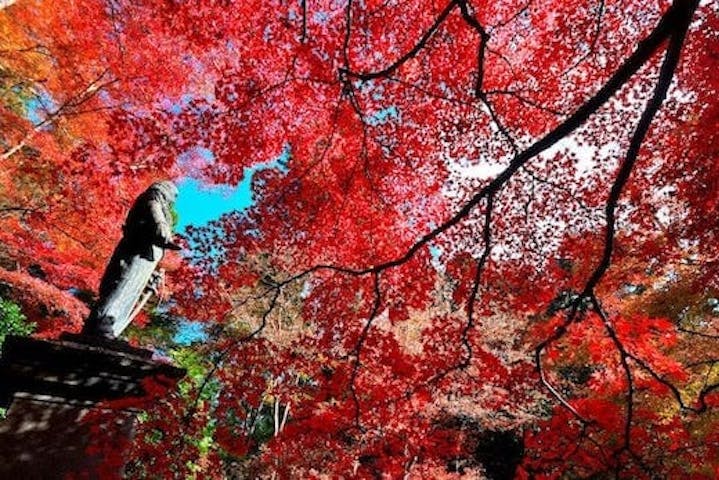 【2022年】東郷公園の紅葉