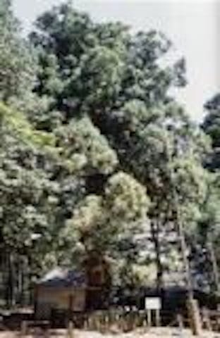 御陰杉（美女ヶ森・大御食神社）