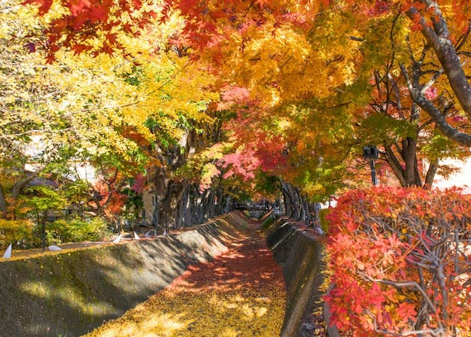 河口湖もみじ回廊