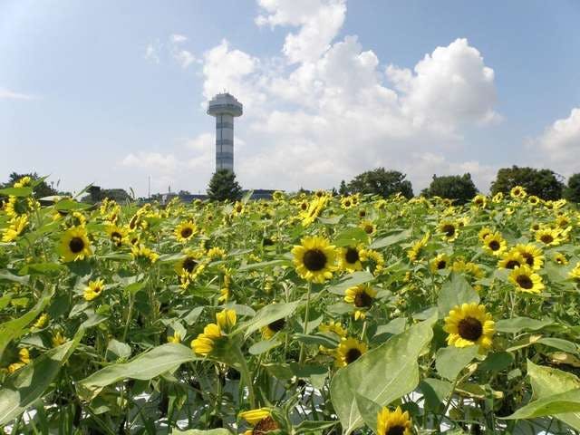 木曽三川公園　夏の水物語