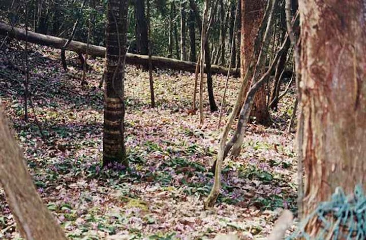 カタクリ群生地（洞照寺）