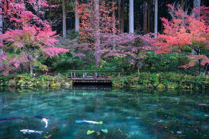 名もなき池（通称モネの池）