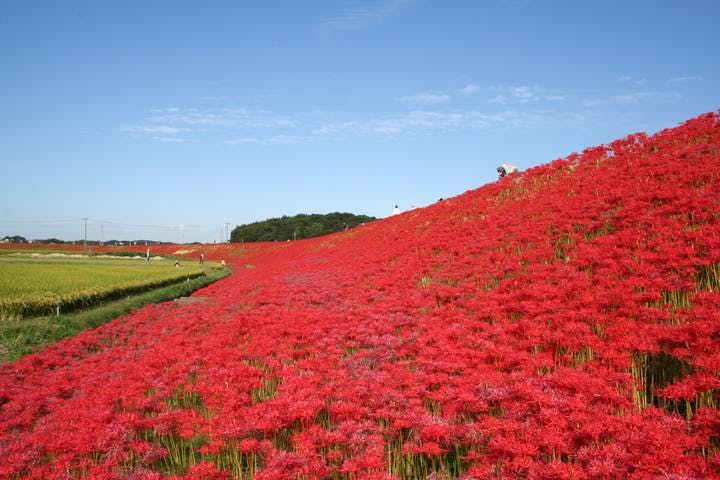 矢勝川堤の彼岸花