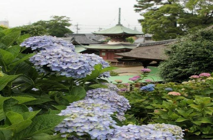 性海寺（あじさい寺）