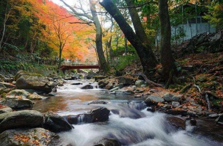 くらがりの紅葉