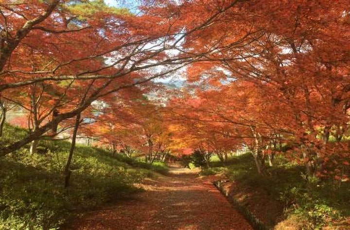 紫水ヶ丘公園の紅葉
