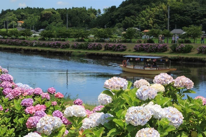 ふるさと多古町あじさい祭り