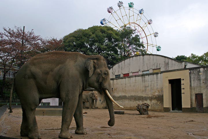 神戸市立王子動物園