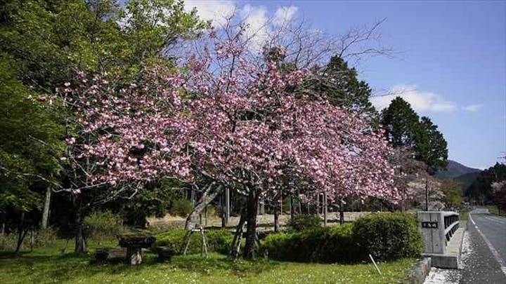 山寄上の名残の桜