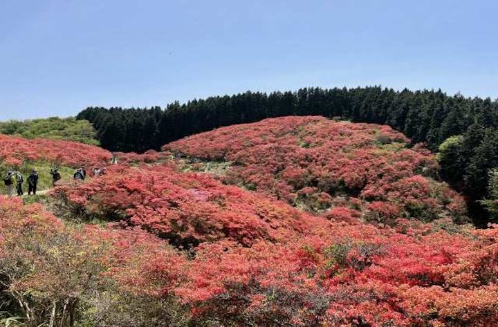 葛城山のツツジ