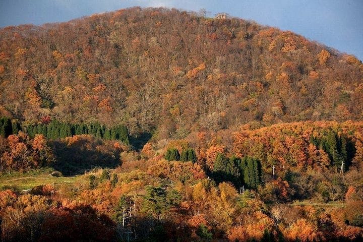 【2022年】世屋高原の紅葉