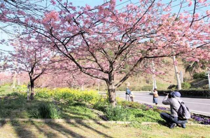 笠戸島／河津桜