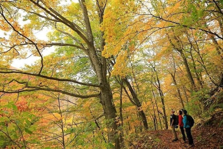 【2022年】白神山地の紅葉