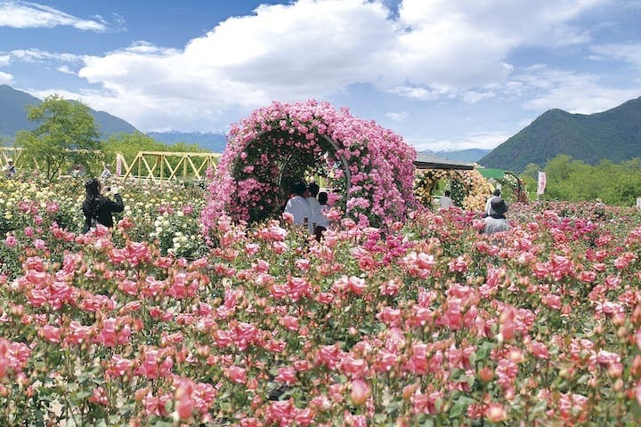 さかき千曲川ばら公園 ばら祭り