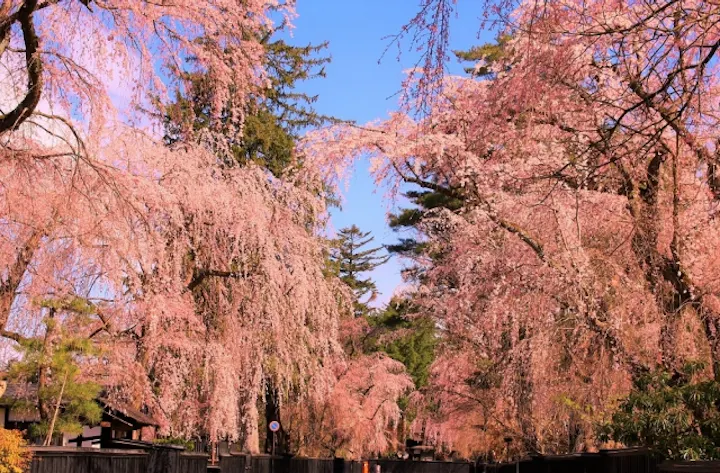 角館の桜まつり