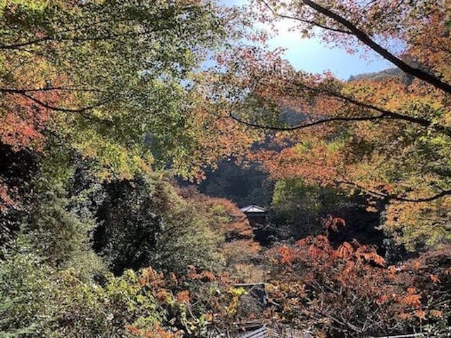 【2022年】行道山浄因寺の紅葉