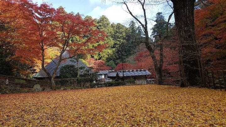 【2022年】鰐淵寺の紅葉