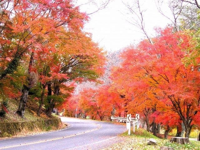 【2022年】奥矢作湖畔の紅葉