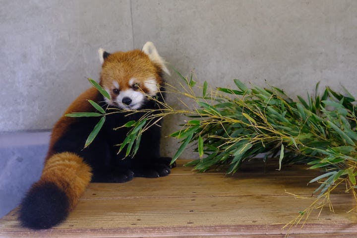 宮崎市フェニックス自然動物園