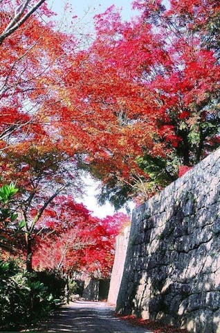 岡城跡（竹田）の紅葉