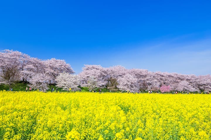 幸手権現堂桜堤