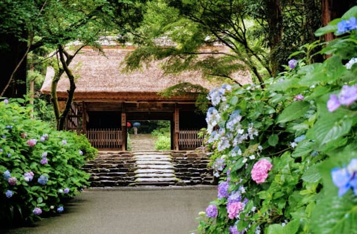 東大寺別院阿弥陀寺あじさいまつり