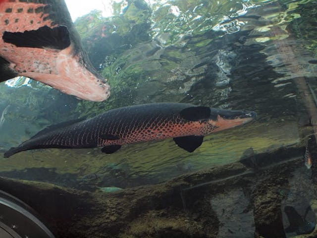栃木県なかがわ水遊園