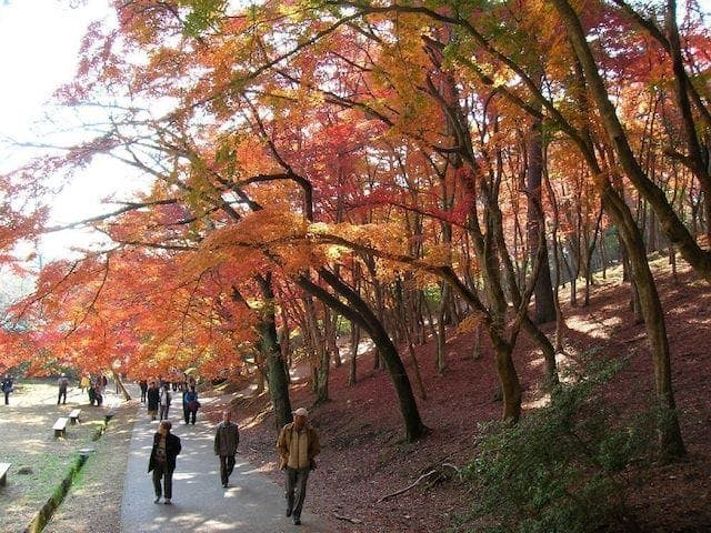 【2022年】修善寺自然公園　もみじ林の紅葉